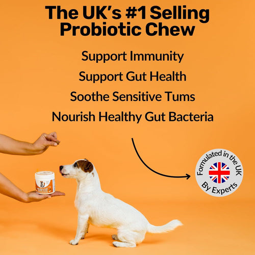 Dog Prebiotics Digestive Snacks Intestinal Health Pet Health