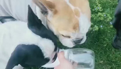 Pet Water Cup Outdoor Portable Water Bottle